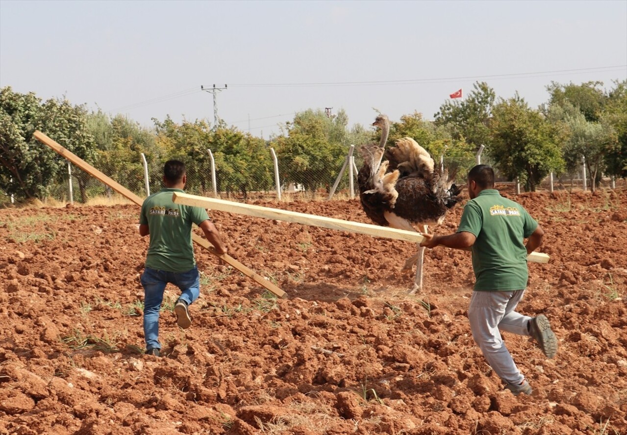 Kilis'te sahipsiz deve kuşu, ekiplerin çalışması sonucu yakalanarak koruma altına alındı.