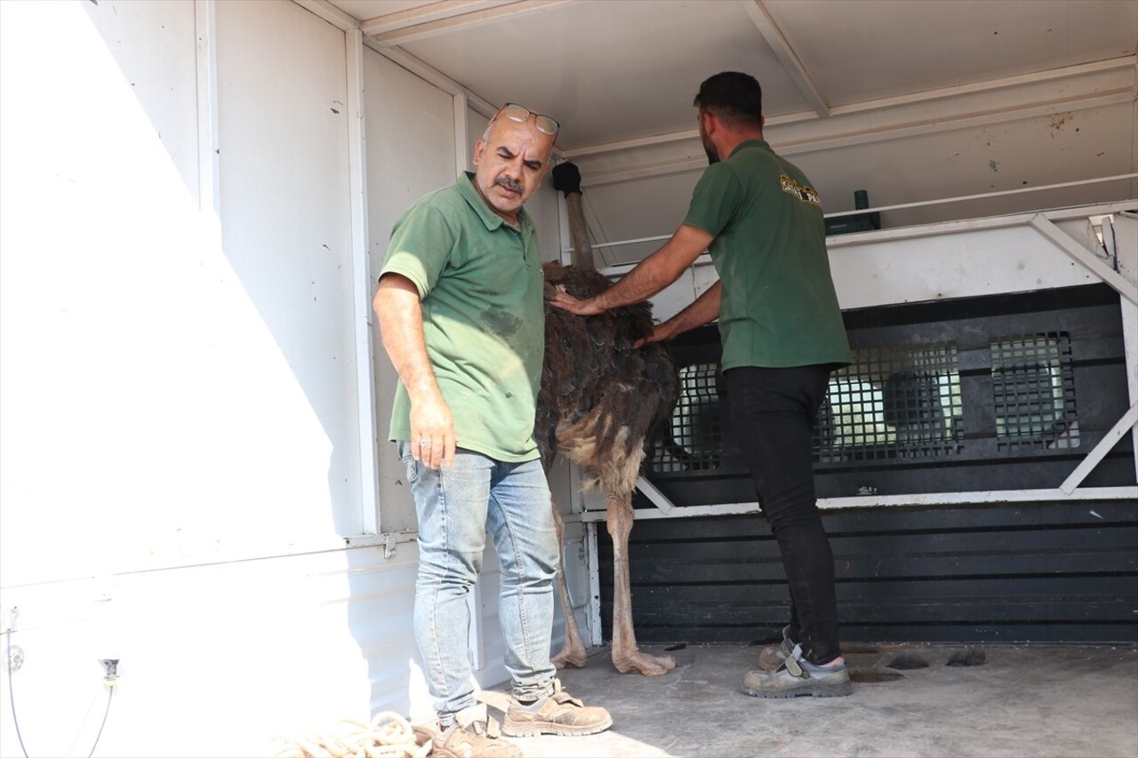 Kilis'te sahipsiz deve kuşu, ekiplerin çalışması sonucu yakalanarak koruma altına alındı.