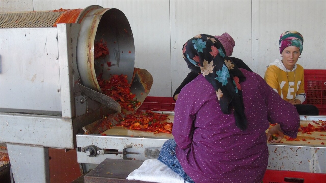 Gastronomi kenti Gaziantep'te tescilli İslahiye biberinin salça yolculuğu başladı. İşçiler...