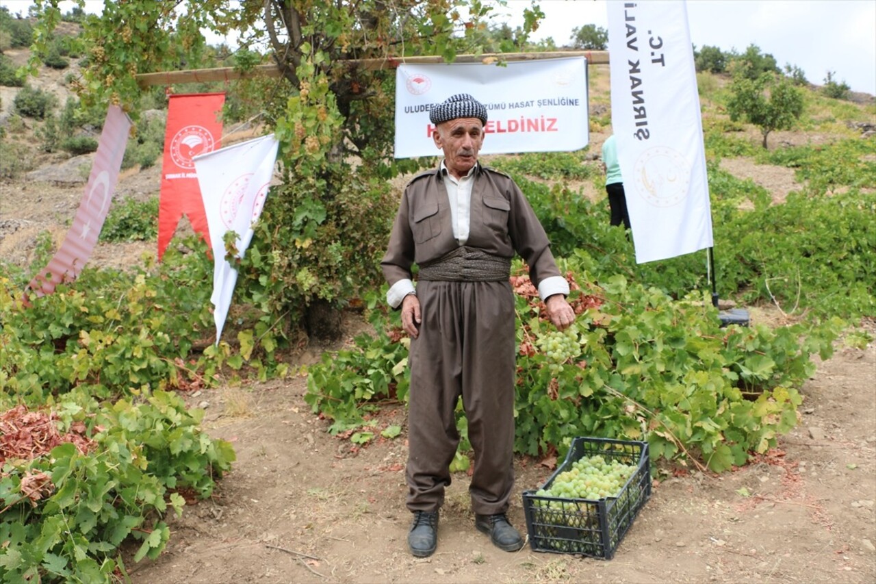 Şırnak'ın Uludere ilçesinde "Behdini Üzümü Hasat Şenliği" yapıldı.