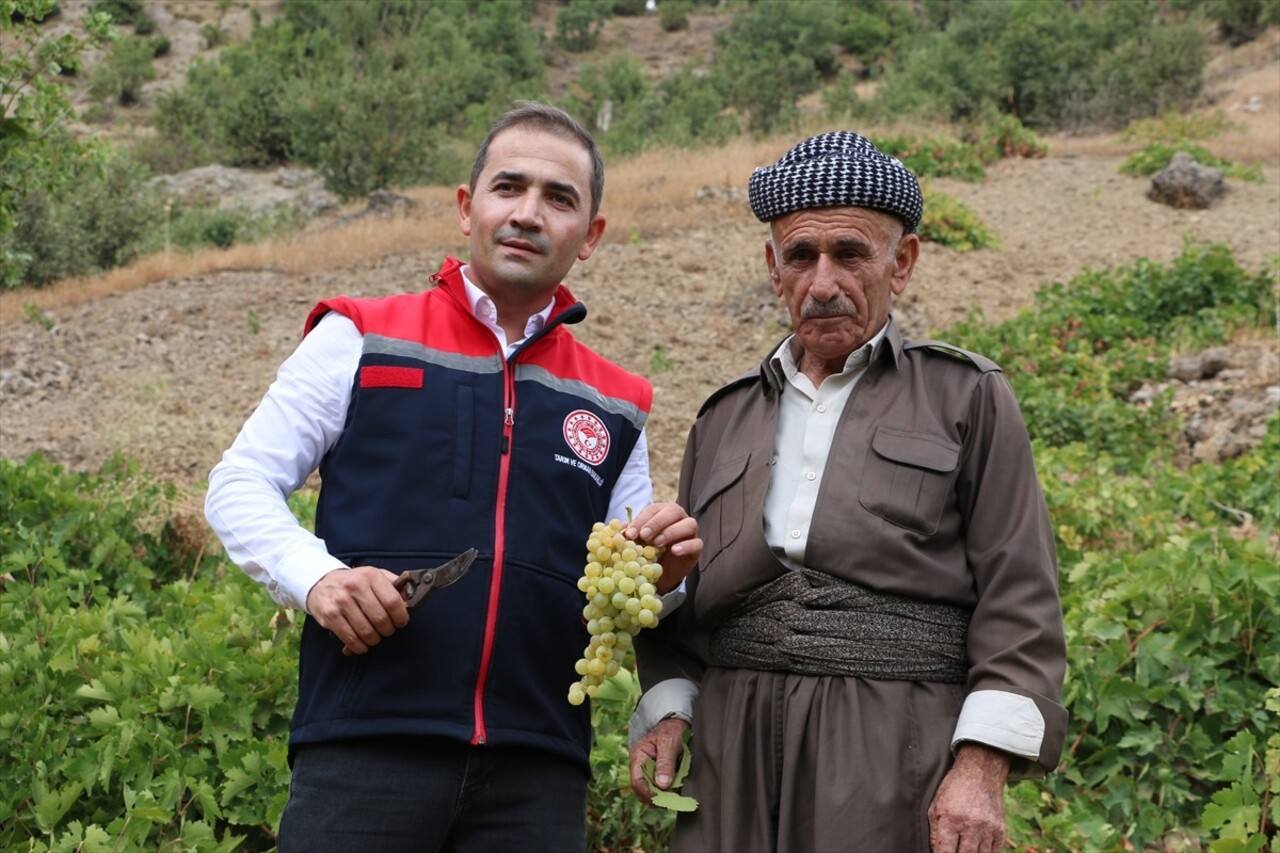 Şırnak'ın Uludere ilçesinde "Behdini Üzümü Hasat Şenliği" yapıldı.