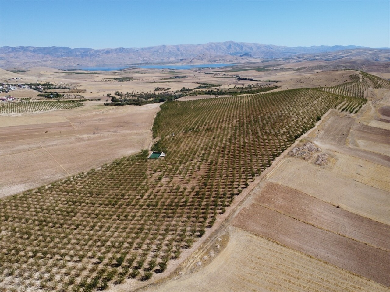 Elazığ'da yaklaşık 32 bin dekar alanda bulunan 472 bin ağaçta yetiştirilen bademin hasadına...