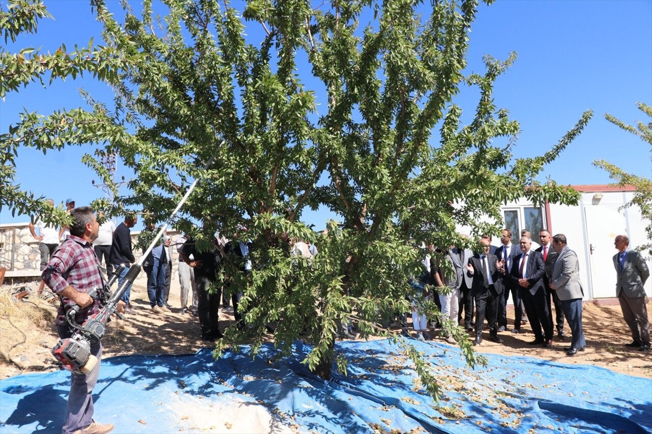 Elazığ'da yaklaşık 32 bin dekar alanda bulunan 472 bin ağaçta yetiştirilen bademin hasadına...