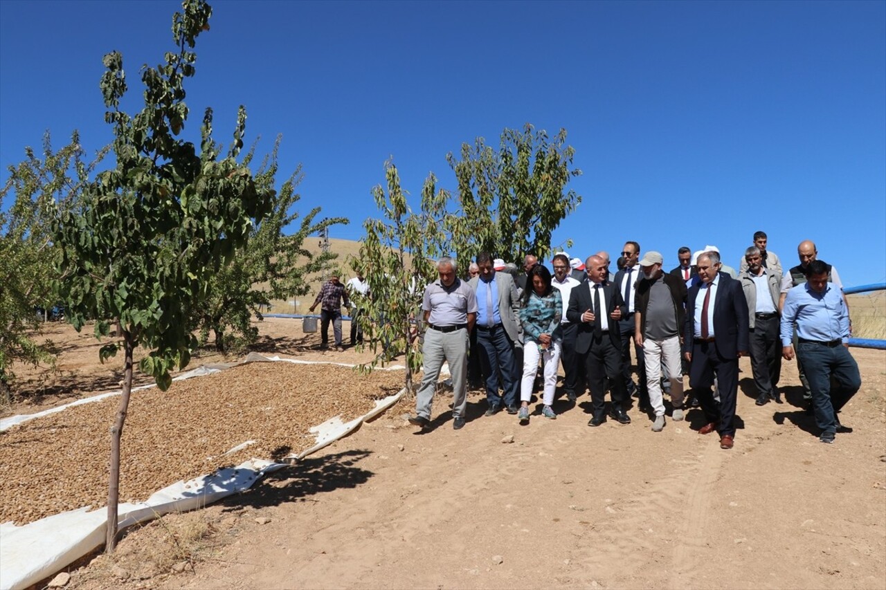 Elazığ'da yaklaşık 32 bin dekar alanda bulunan 472 bin ağaçta yetiştirilen bademin hasadına...