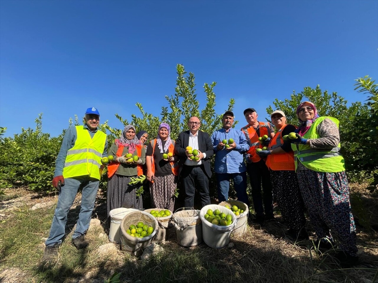 Mersin'in Erdemli ilçesinde erkenci tür limonun hasadına başlandı.