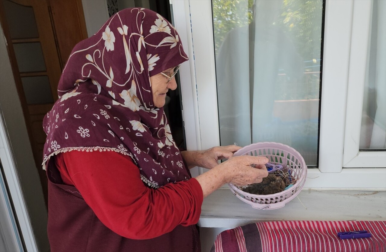 Amasya'nın Suluova ilçesinde annesinin terk ettiği kumru yavrusuna 78 yaşındaki Zahide Yivli sahip...