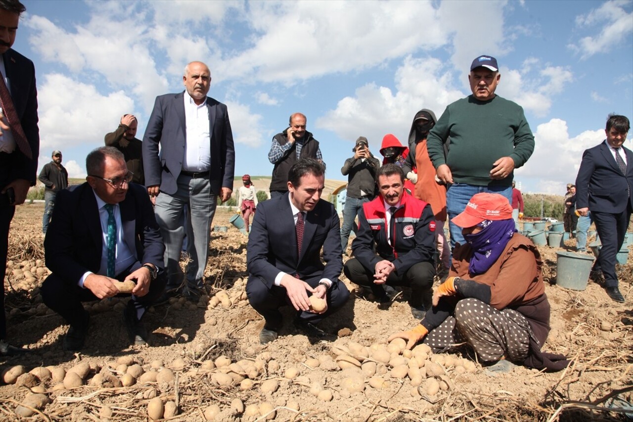 Bitlis Valisi Ahmet Karakaya (sağ3), Ahlat ilçesinde patates hasadına katıldı, üreticilerle bir...