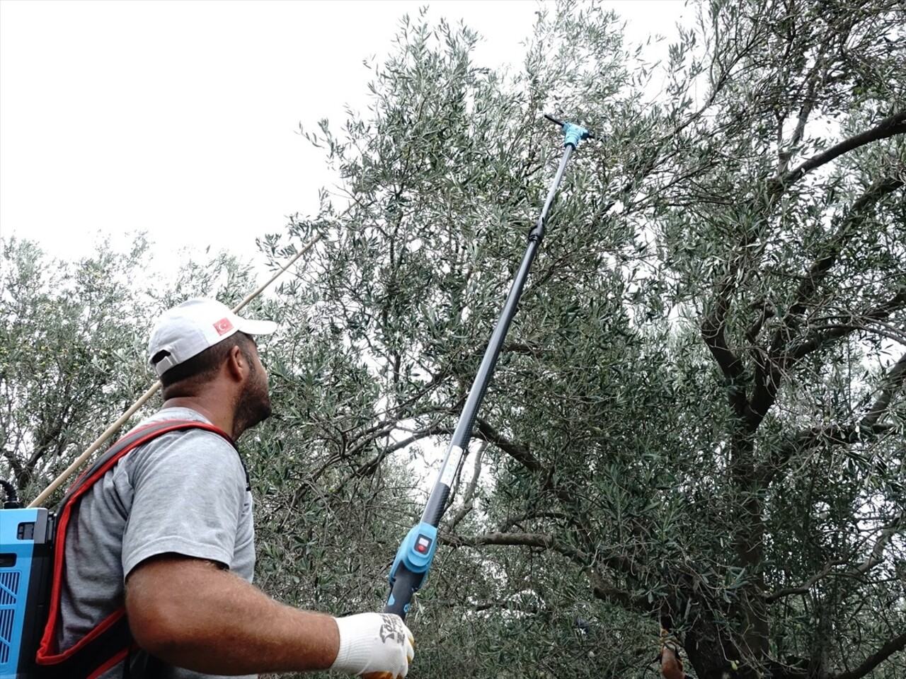 Ulusal Zeytin ve Zeytinyağı Konseyi Başkanı Mustafa Tan, zeytin üreticilerinin yağmur...