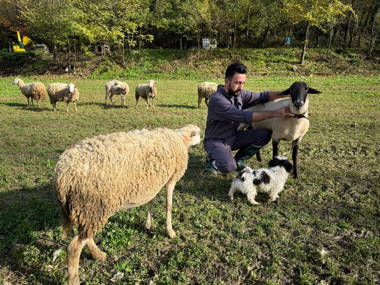 Bartın'da kurtların koyun sürüsüne saldırması dronla kaydedildi. 