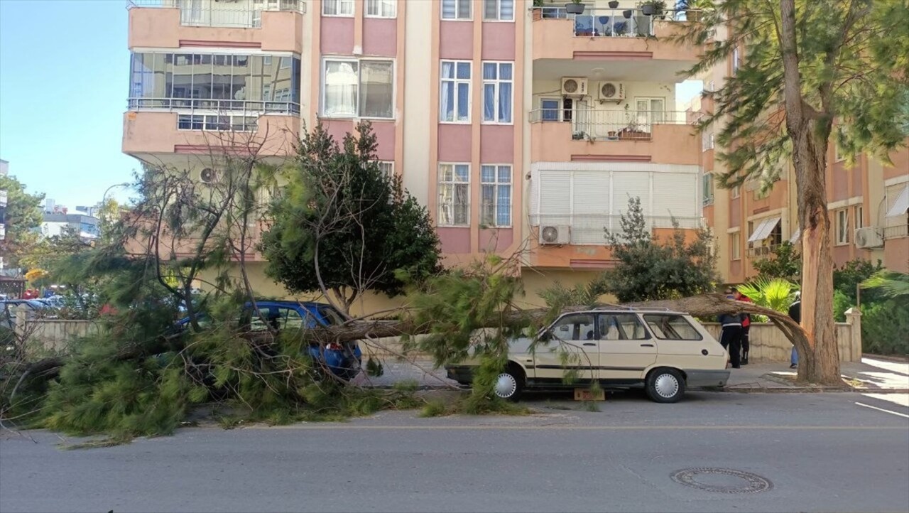 Mersin'in Silifke ilçesinde şiddetli rüzgar nedeniyle bir devrilen ağaçlar, park halindeki...