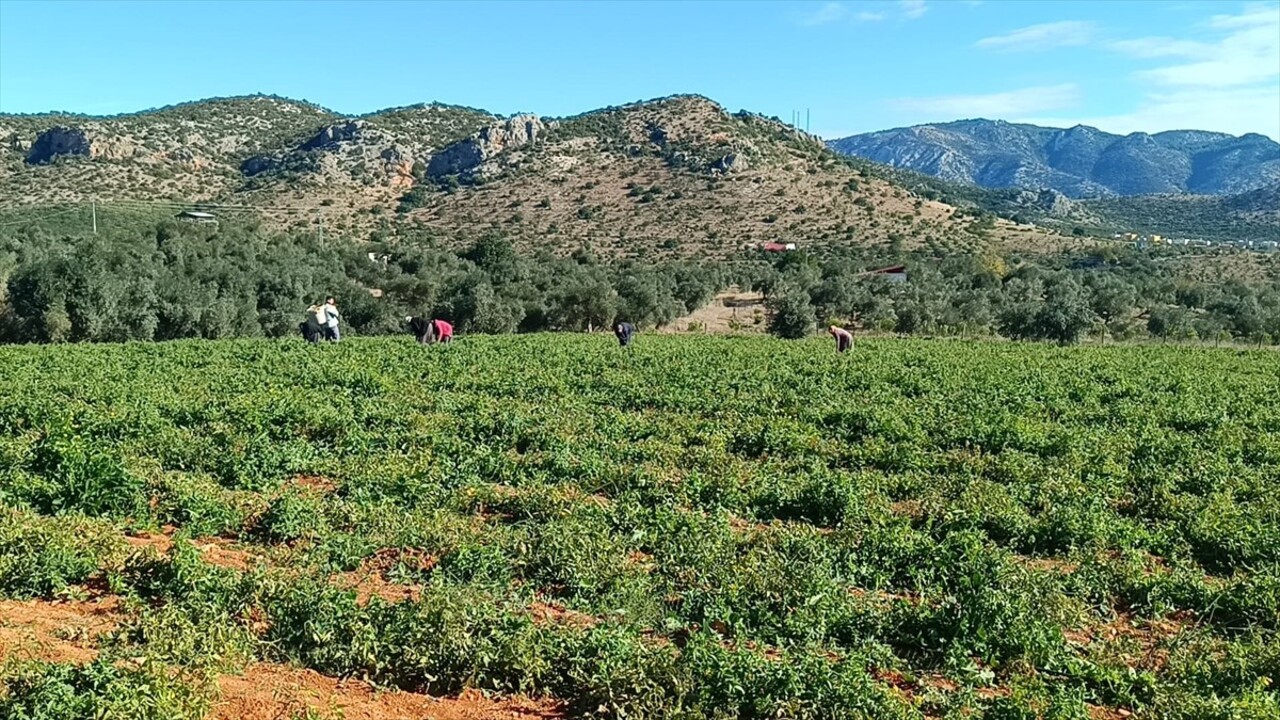 Adana'nın Kozan ilçesinde açık alanda yetiştirilen güz domatesleri hasat edildi.